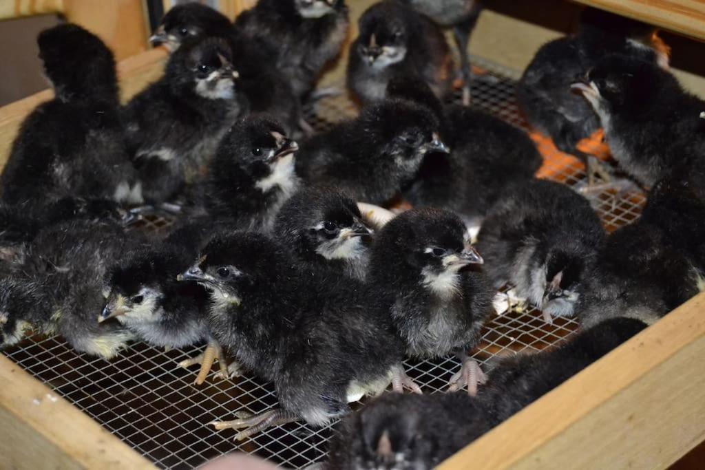 Gite Hansel De La Ferme Du Schneeberg Wangenbourg-Engenthal Ngoại thất bức ảnh