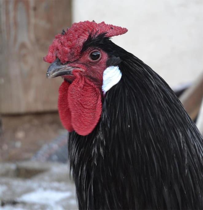 Gite Hansel De La Ferme Du Schneeberg Wangenbourg-Engenthal Ngoại thất bức ảnh