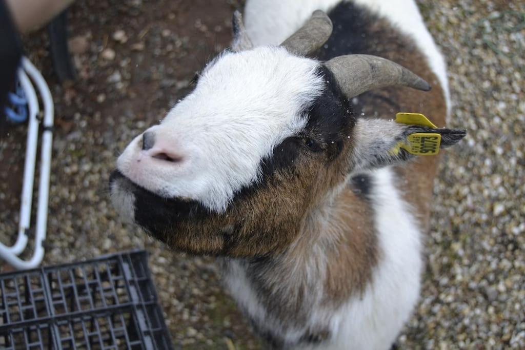 Gite Hansel De La Ferme Du Schneeberg Wangenbourg-Engenthal Ngoại thất bức ảnh
